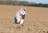 ALASKAN MALAMUTE 195